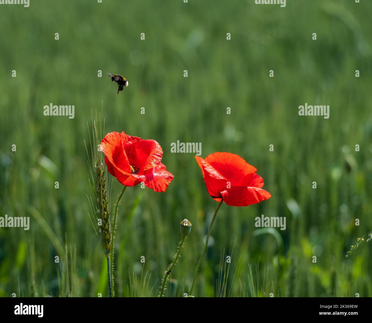 bumble bee hovering over red poppy flowers on green field Stock Photo