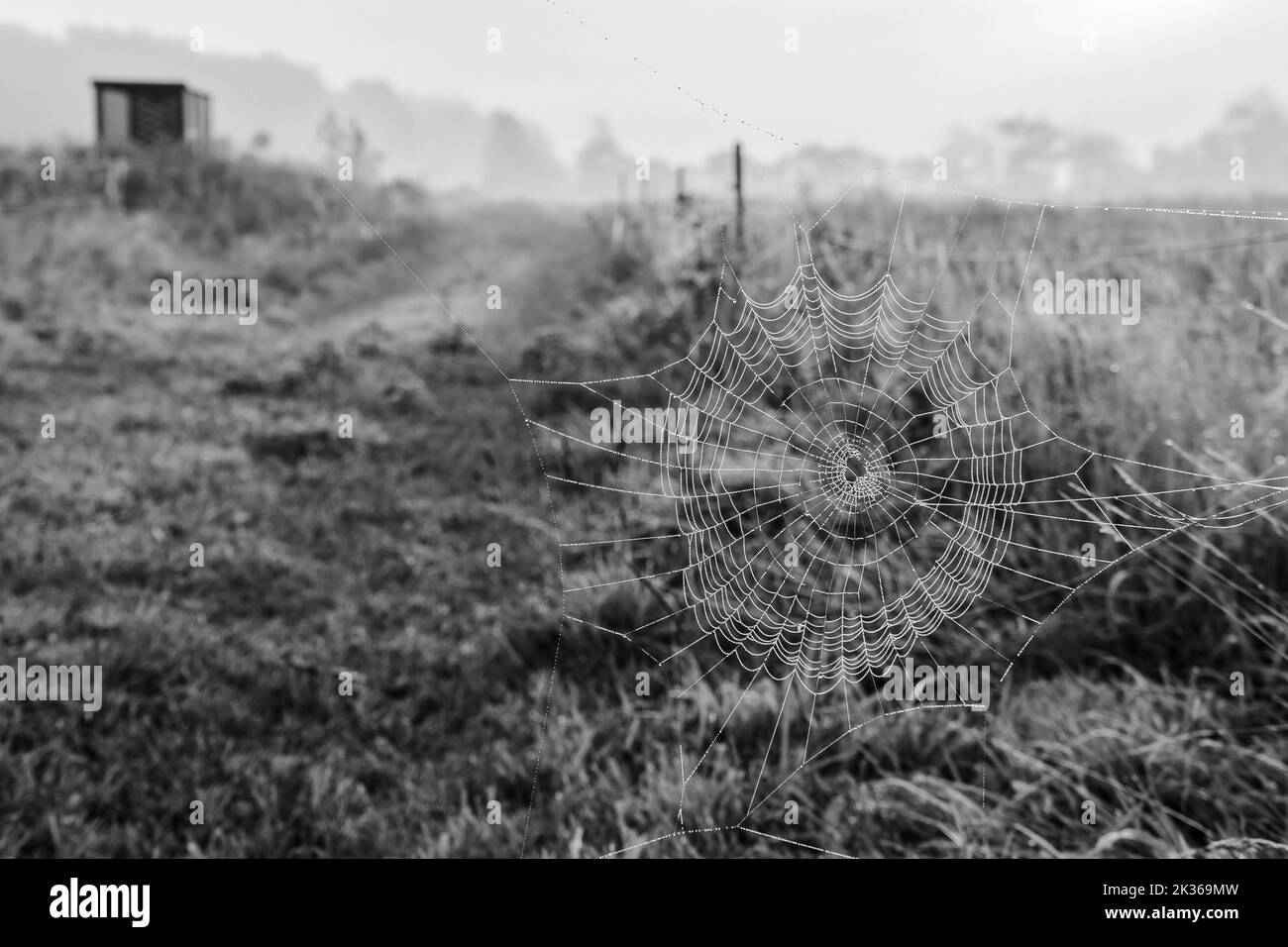 Black-and-white photograph of a spider web with thousands of dewdrops hanging in a field with a lonely bus stop in the background Stock Photo