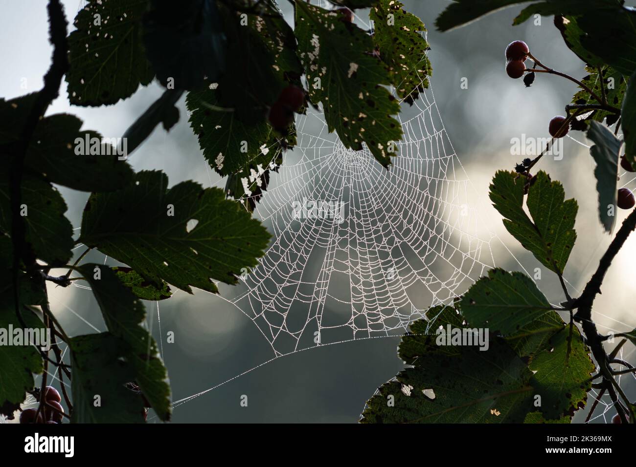 A spider web between leaves has thousands of tiny dewdrops attached to its strands glittering in the morning light Stock Photo