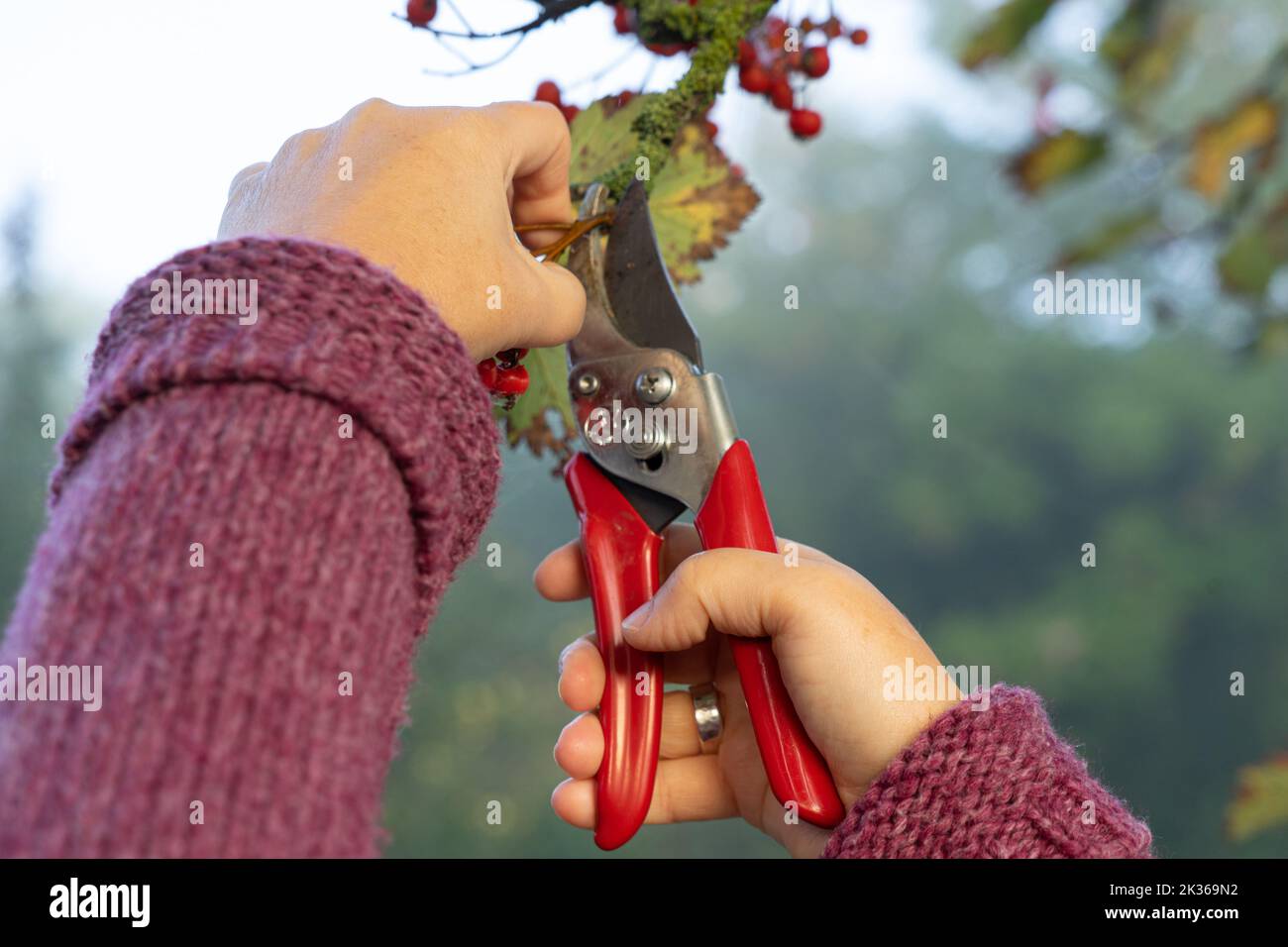Pruning a tree by hand with garden shears Stock Photo