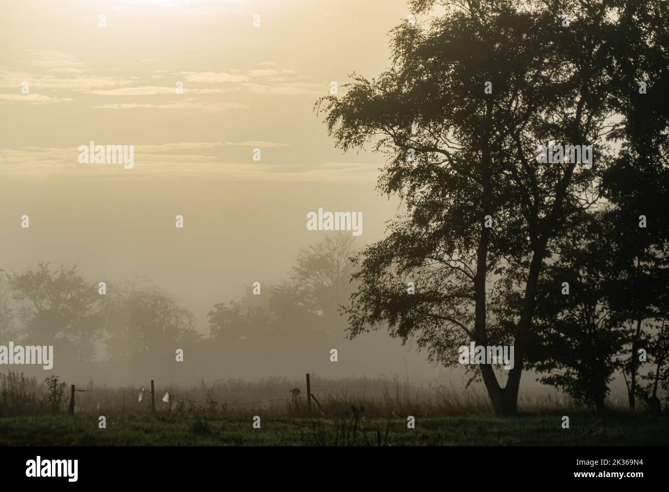 Morning mist lying over a pasture between trees and a hegde shimmers in the early morning light Stock Photo