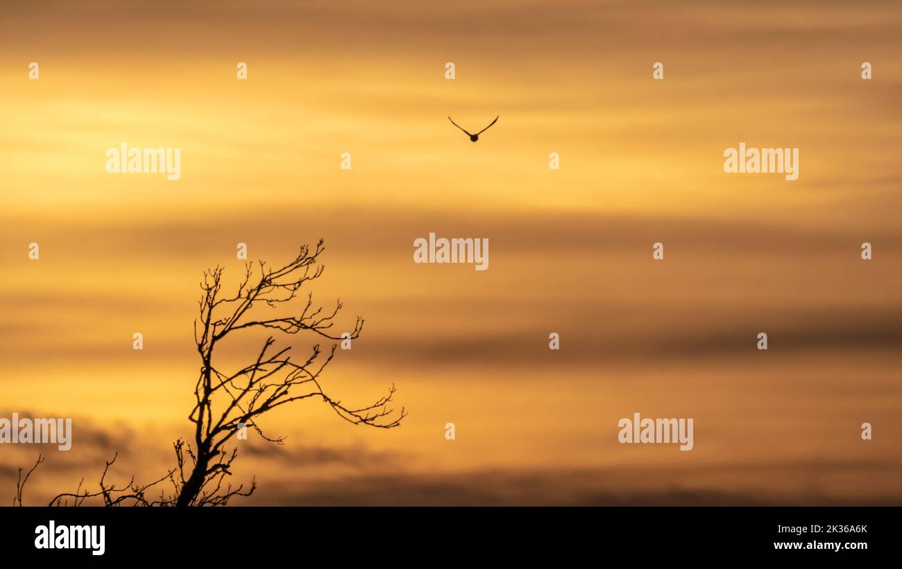 A beautiful golden sunset over the silhouettes of a tree and a bird ...