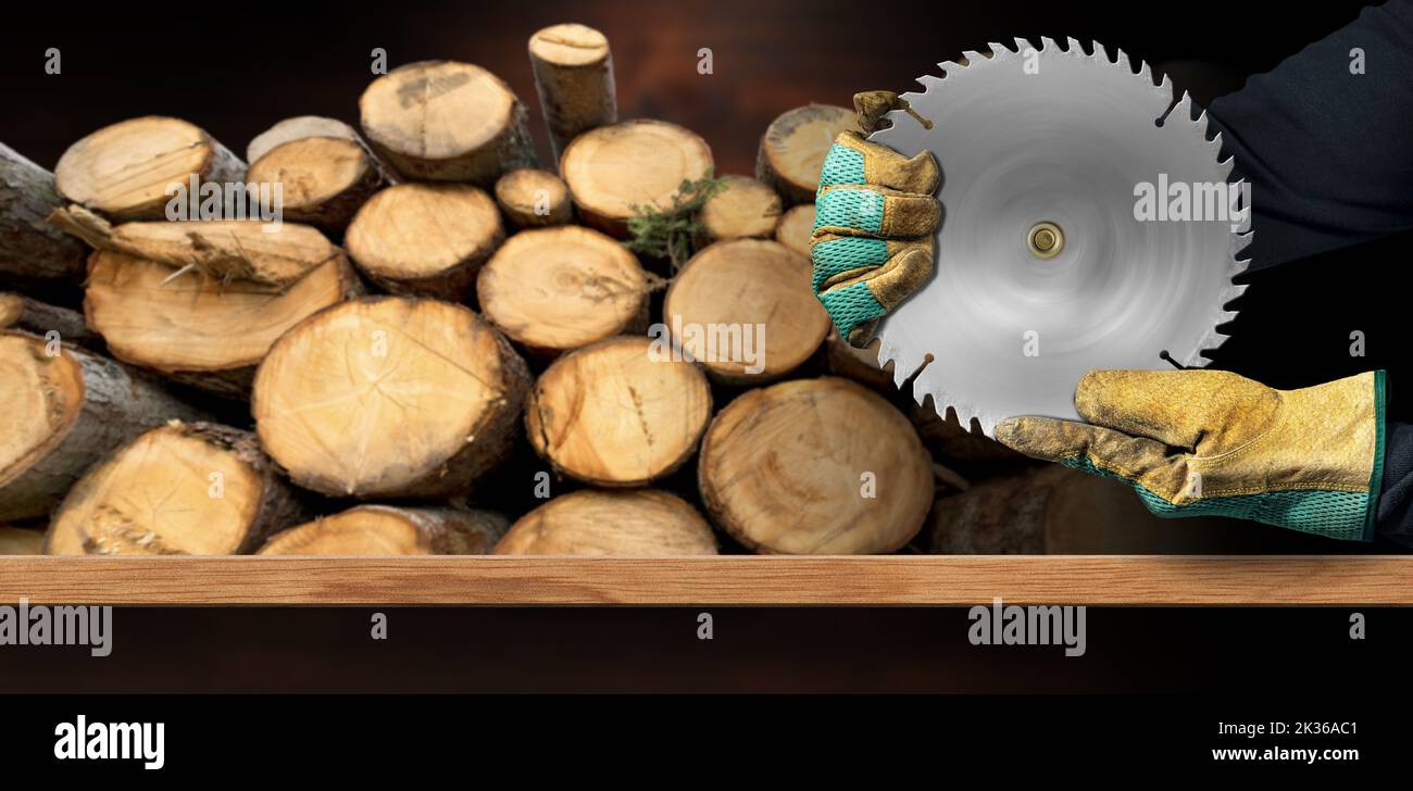 Carpenter with protective work gloves holding a metal circular saw blade, in motion, above a wooden workbench with a stack of pine tree trunks. Stock Photo