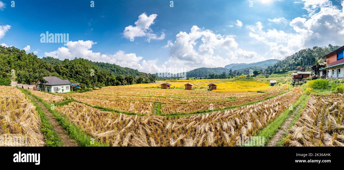 Ripe rice agriculture field in Thailand. Northern region in mountains and jungle. Field of ripe rice is prepared for harvest. Farm building near, trop Stock Photo
