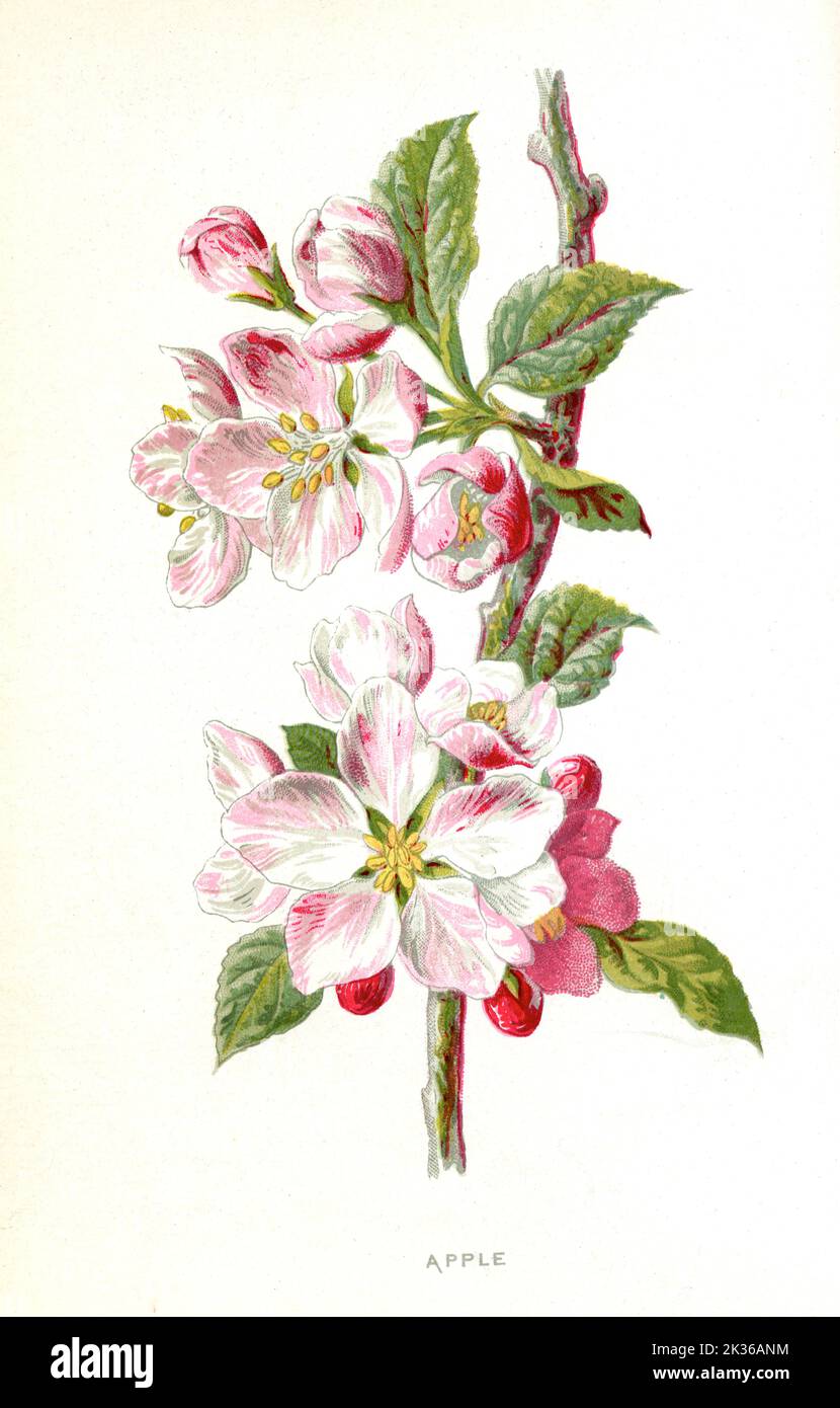 Apple Blossom Flower Victorian era 19th Century Illustration Stock ...