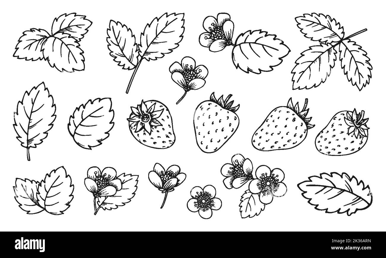 Strawberry line set. Black and white berries leaves flowers. Cartoon hand drawn plant elements for print coloring book page, scrapbooking stamps, laser engraving, badge pins, foil diy card, tag label Stock Vector