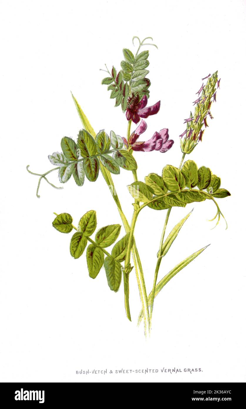 Bush Vetch and Sweet Scented Vernal Grass Flower Victorian era 19th Century Illustration Stock Photo