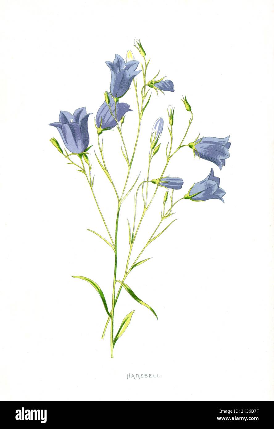Harebell Flower Victorian era 19th Century Illustration Stock Photo - Alamy