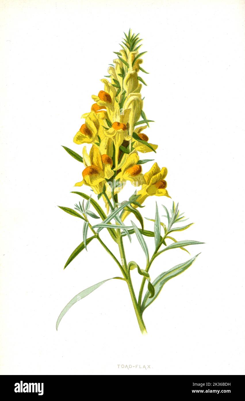 Toad Flax Yellow Flower Victorian era 19th Century Illustration Stock Photo