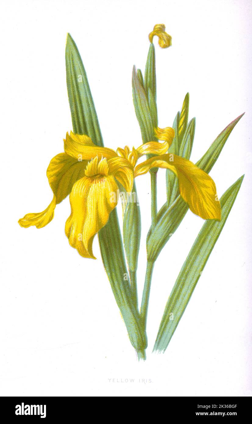 Yellow Iris Flower Victorian era 19th Century Illustration Stock Photo