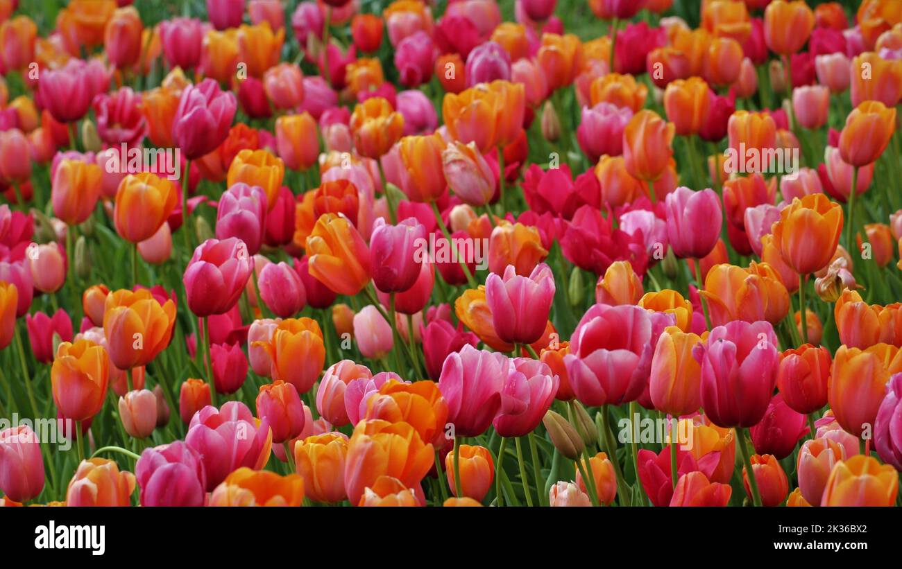 A field full of tulips for scenic background Stock Photo - Alamy