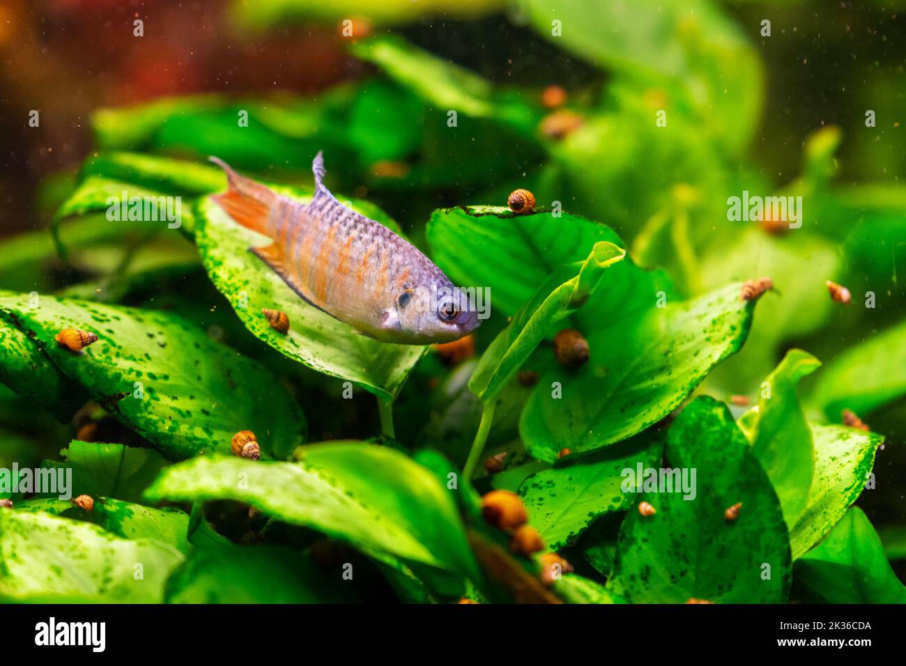 Paradise fish or gourami in home freshwater aquarium Stock Photo