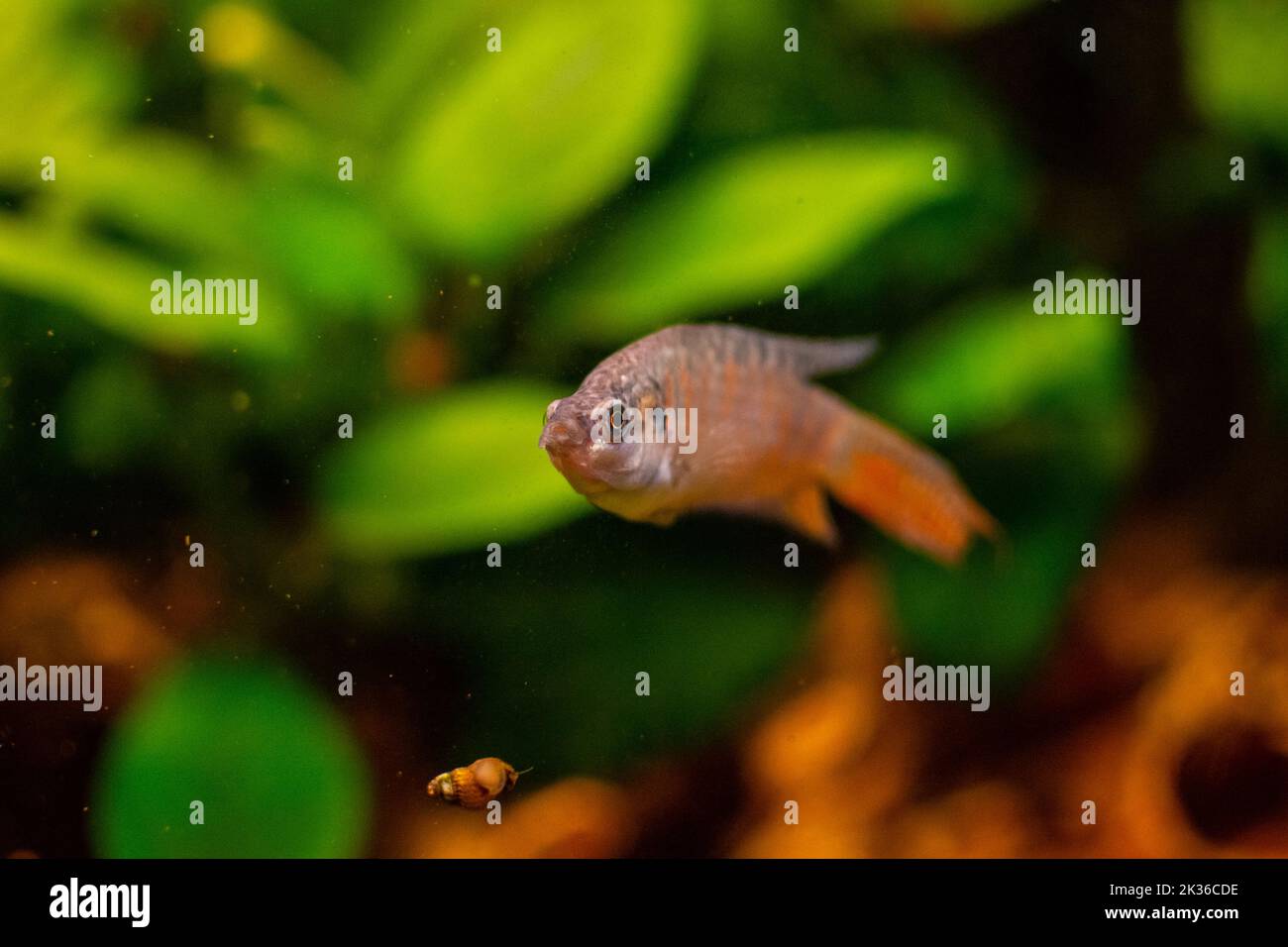 Paradise fish or gourami in home freshwater aquarium Stock Photo