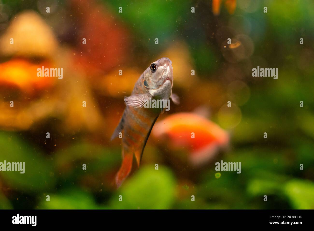 Paradise fish or gourami in home freshwater aquarium Stock Photo