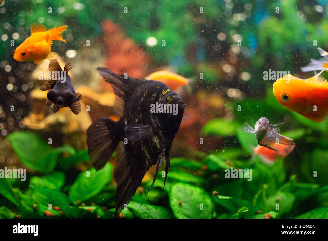 Angelfish or Pterophyllum scalare in home freshwater aquarium Stock Photo