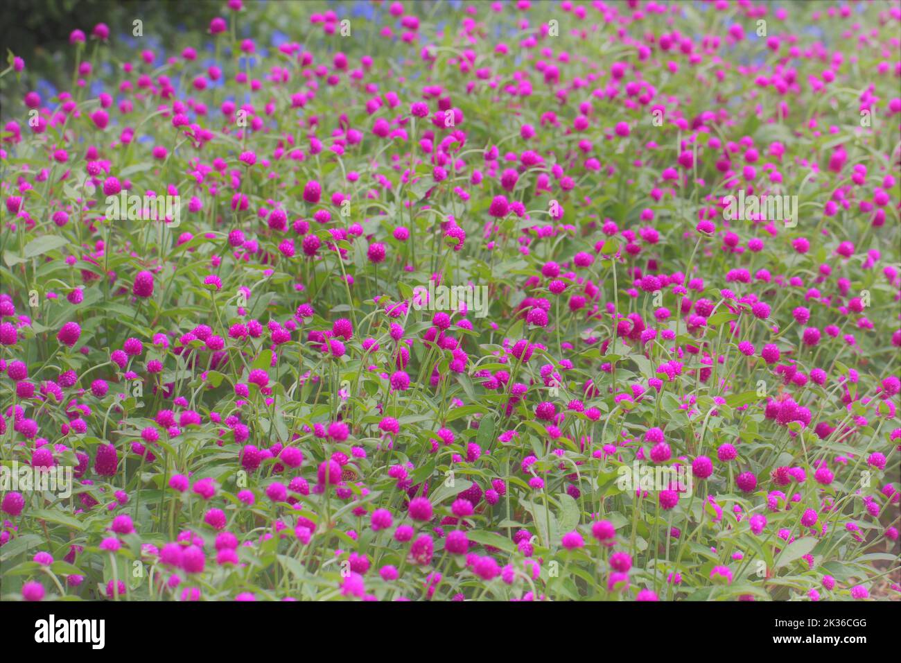 A field full of globe amaranths (Gomphrena) for scenic background Stock Photo