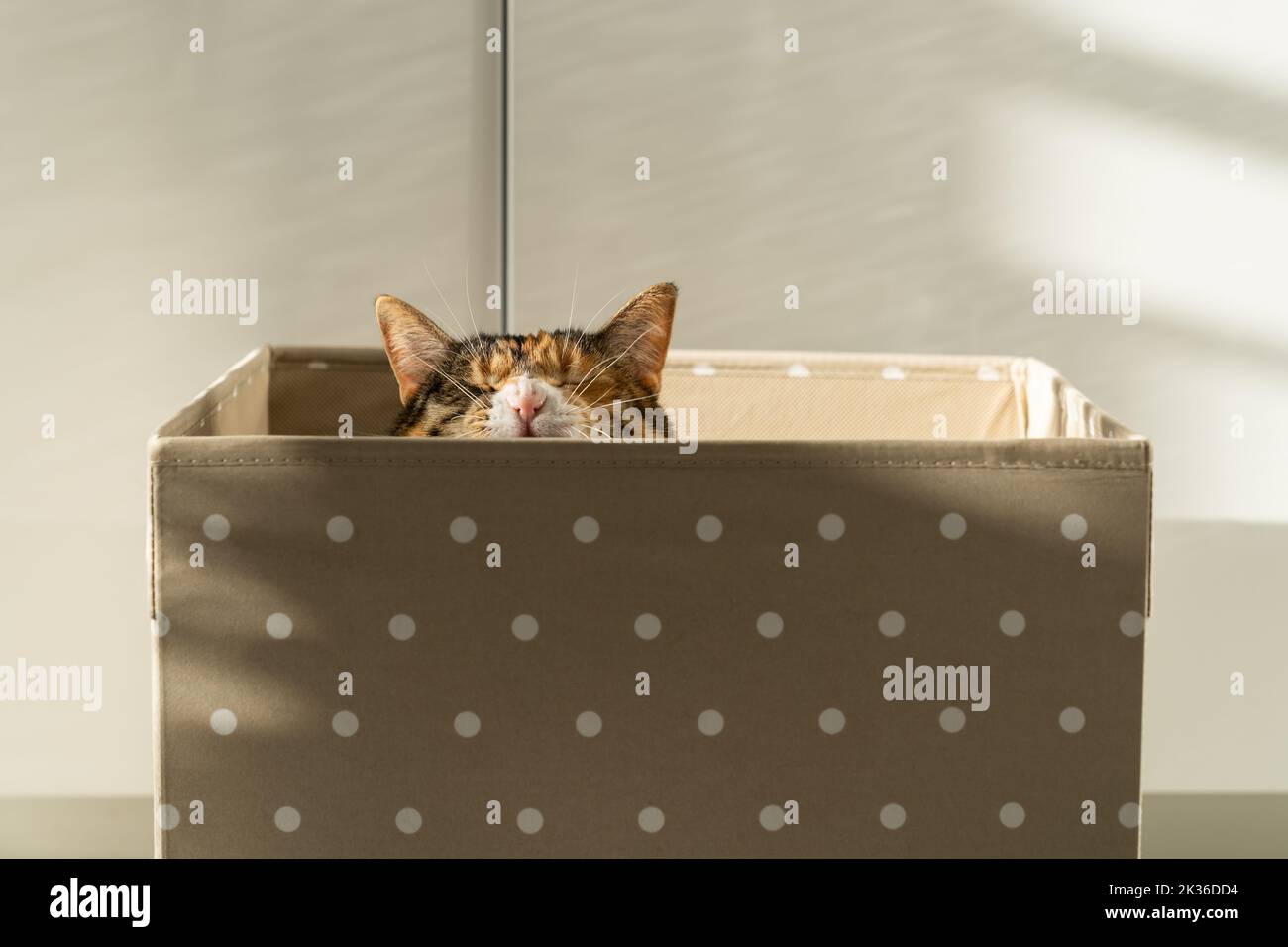 Yawning cat sitting in box at home , soft focus, white background. Pet ...