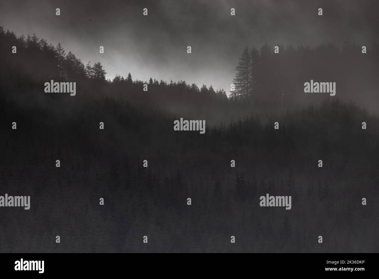 Black white landscape trees hi-res stock photography and images - Alamy