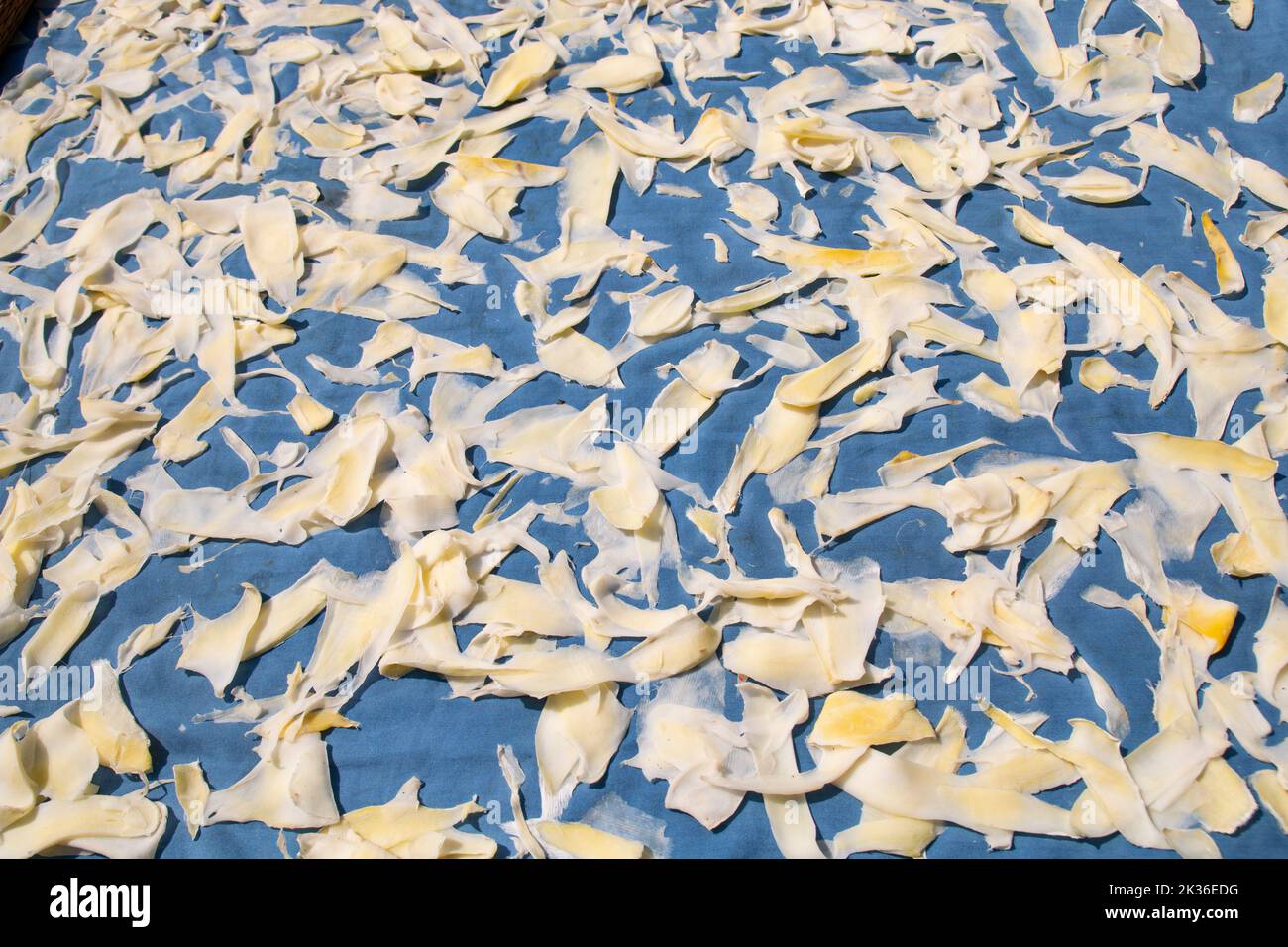 mango slices under the sun for drying on a blue cloth. mango powder making for preserve and