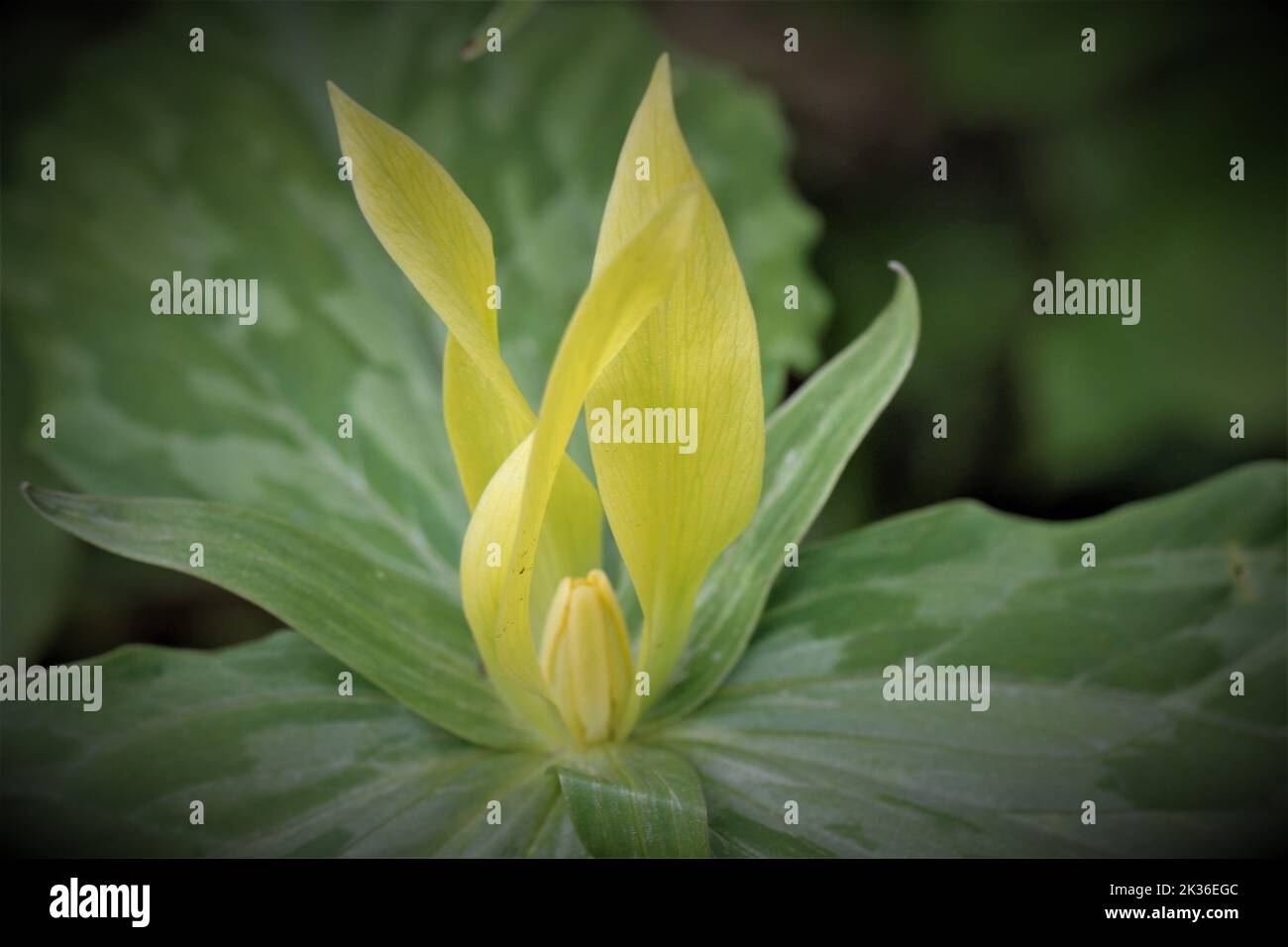 A closeup shot of a wood yellow trillium (trillium luteum) against blurred background Stock Photo
