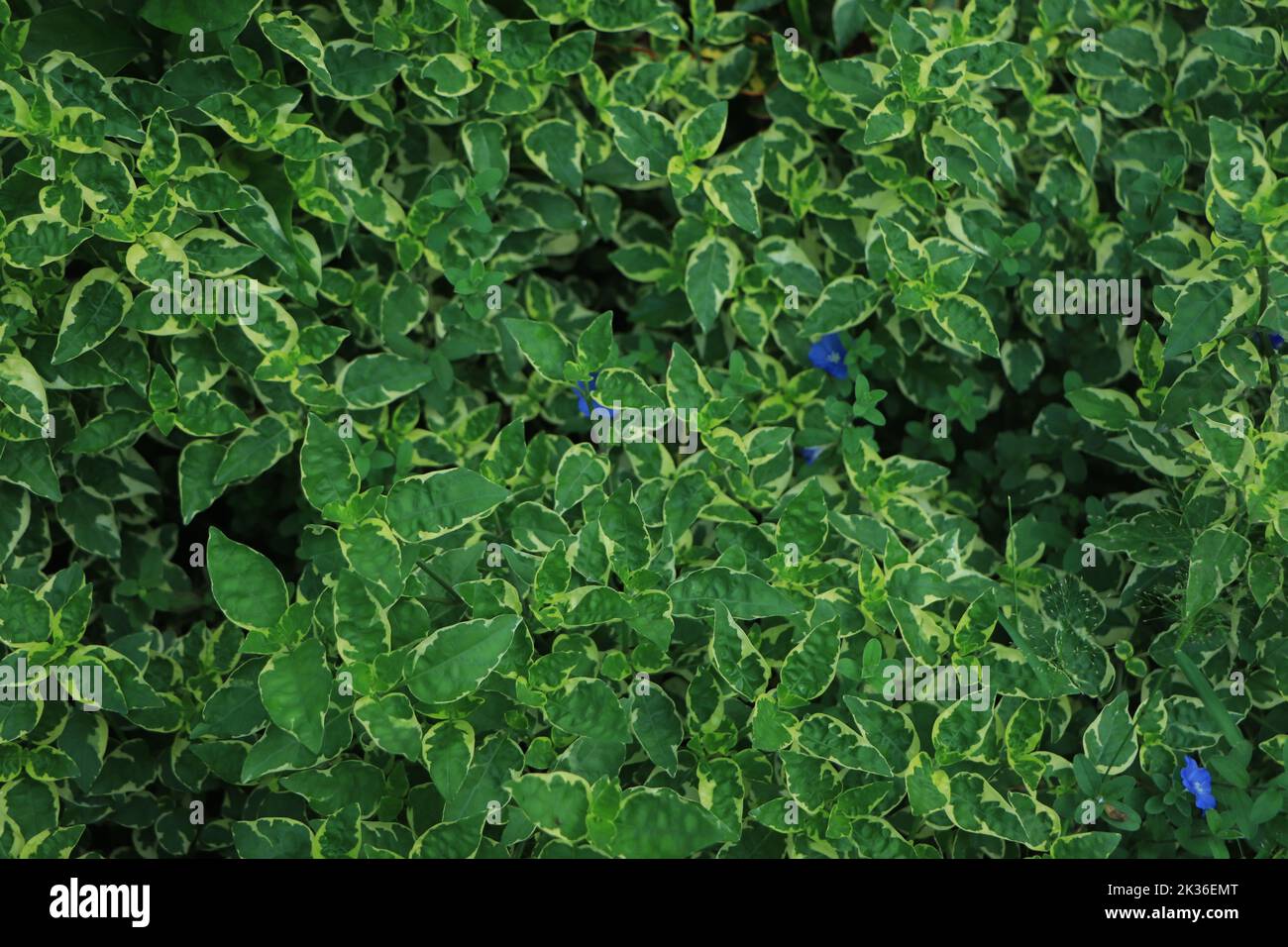 Green Leaves Texture Background. Stock Photo