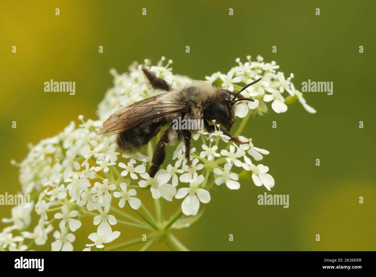 Closeup on a furre white female Grey-backed mining bee, Andrena vaga, sitting on top of a flower against a green background Stock Photo