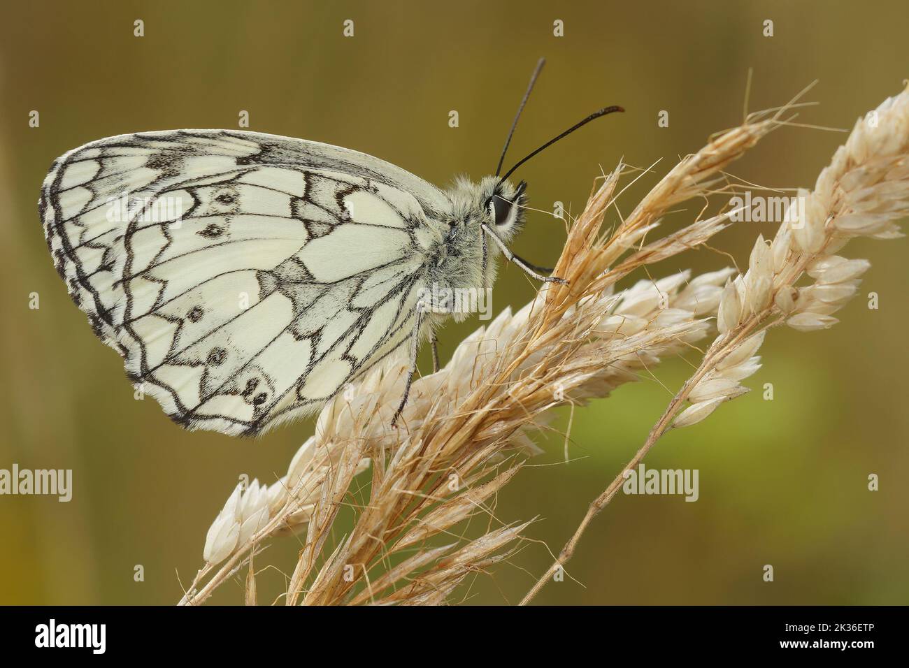 Closeup on a European marbled whhite butterfly, Melanargia galathea with sitting closed wings on a gras straw Stock Photo