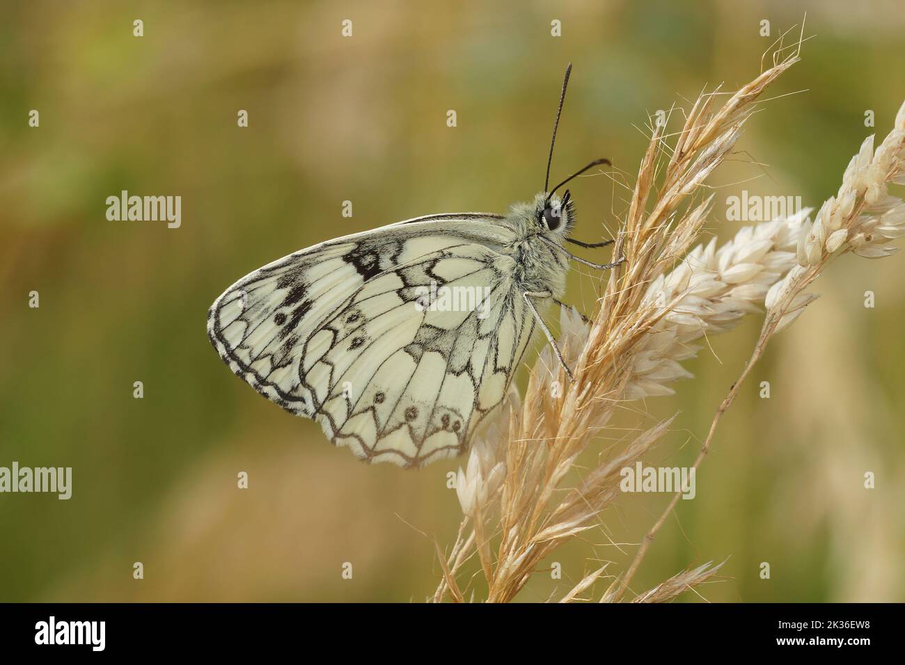 Closeup on a European marbled whhite butterfly, Melanargia galathea with sitting closed wings on a gras straw Stock Photo