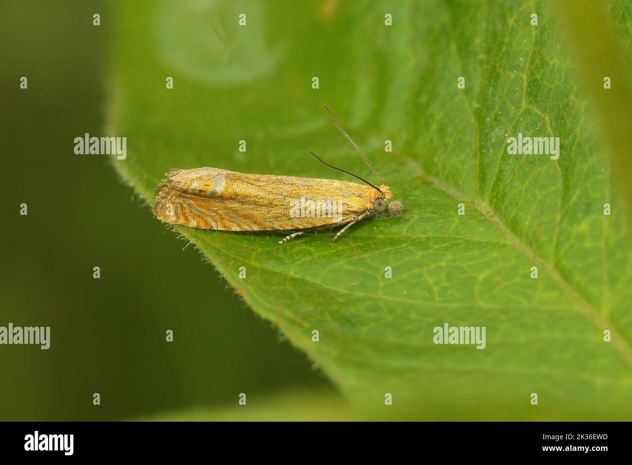 Natural Closeup on the small red piercer moth, Lathronympha strigana sitting on a grean leaf Stock Photo