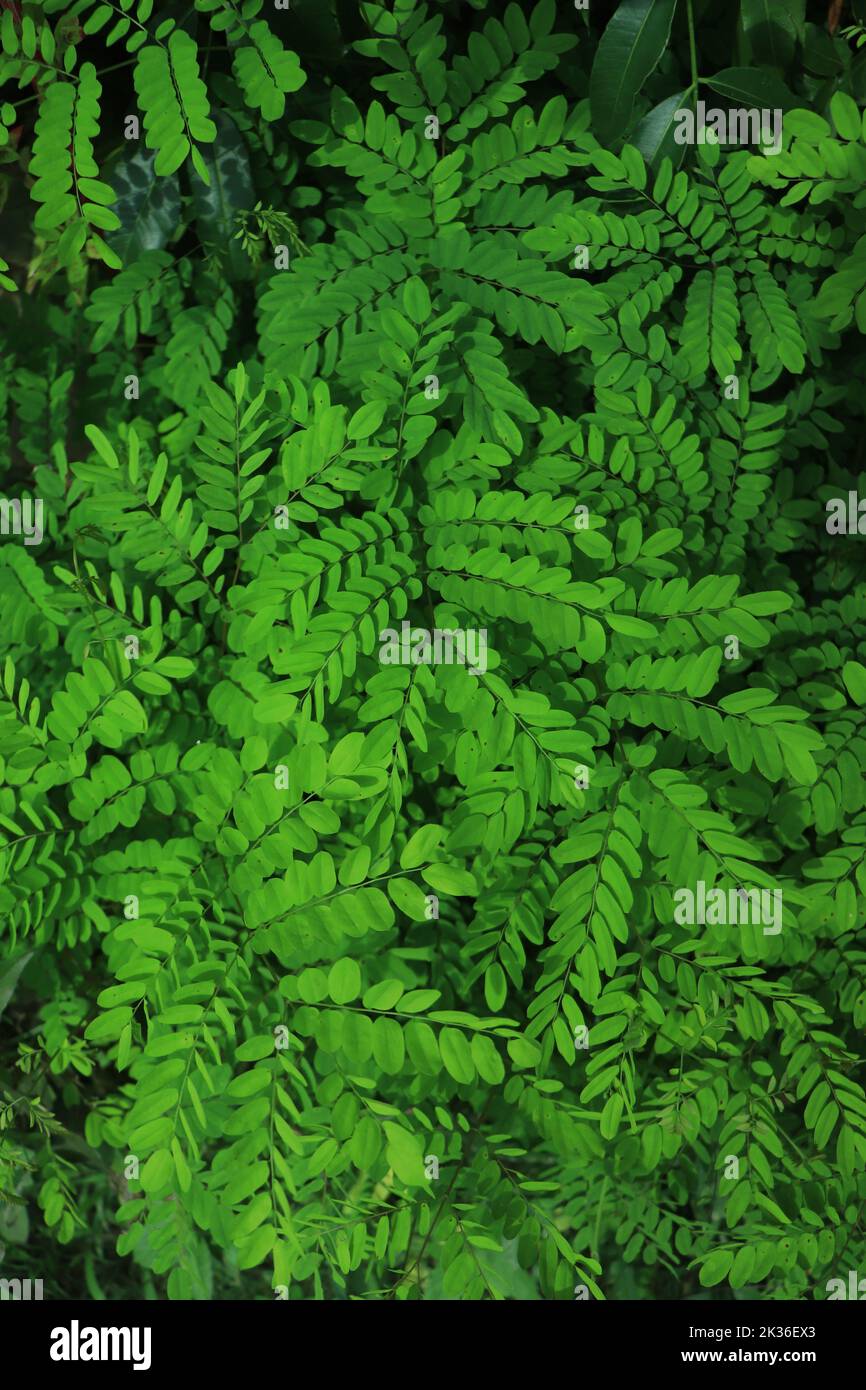 Close-up green leaves wall background Stock Photo