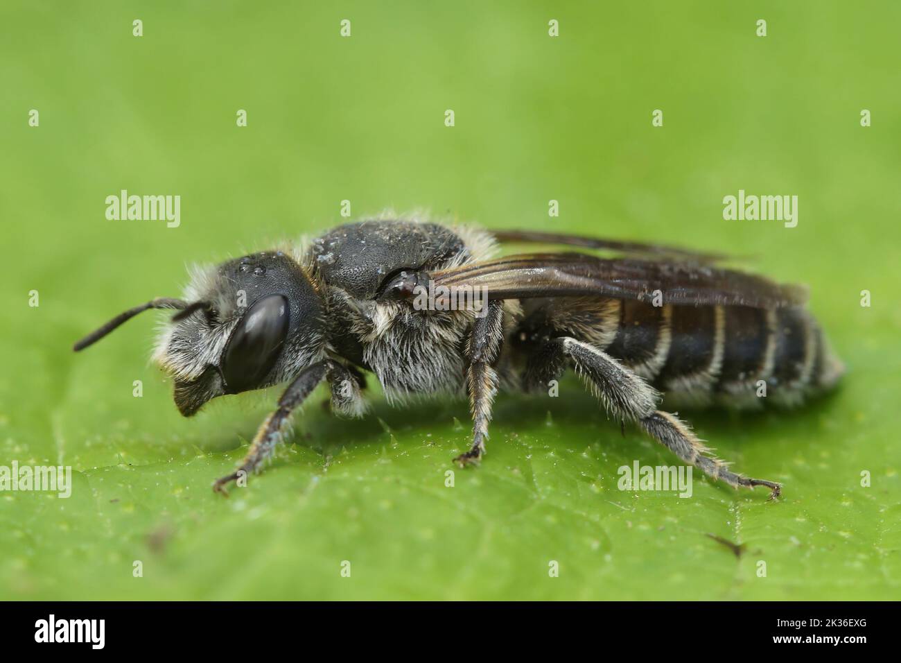Detailed closeup on the Viper's Bugloss Mason Bee , Hoplitis Osmia adunca sitting on a green leaf Stock Photo