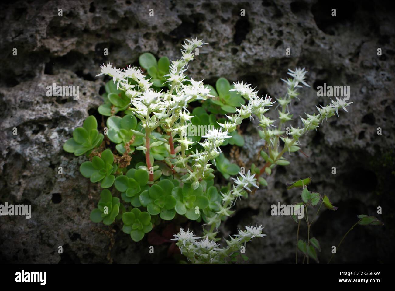 A closeup shot of a woodland stonecrop (Sedum ternatum) Stock Photo