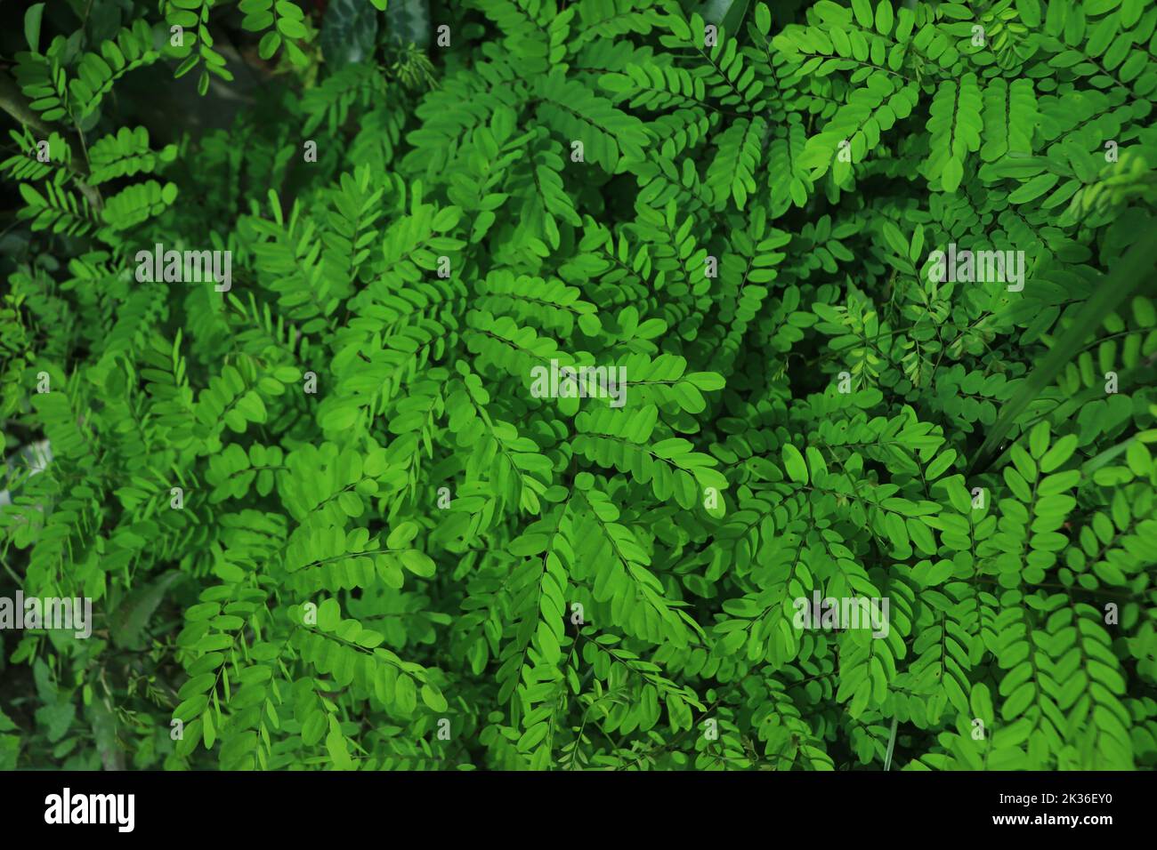 leaf green layout for nature background Stock Photo