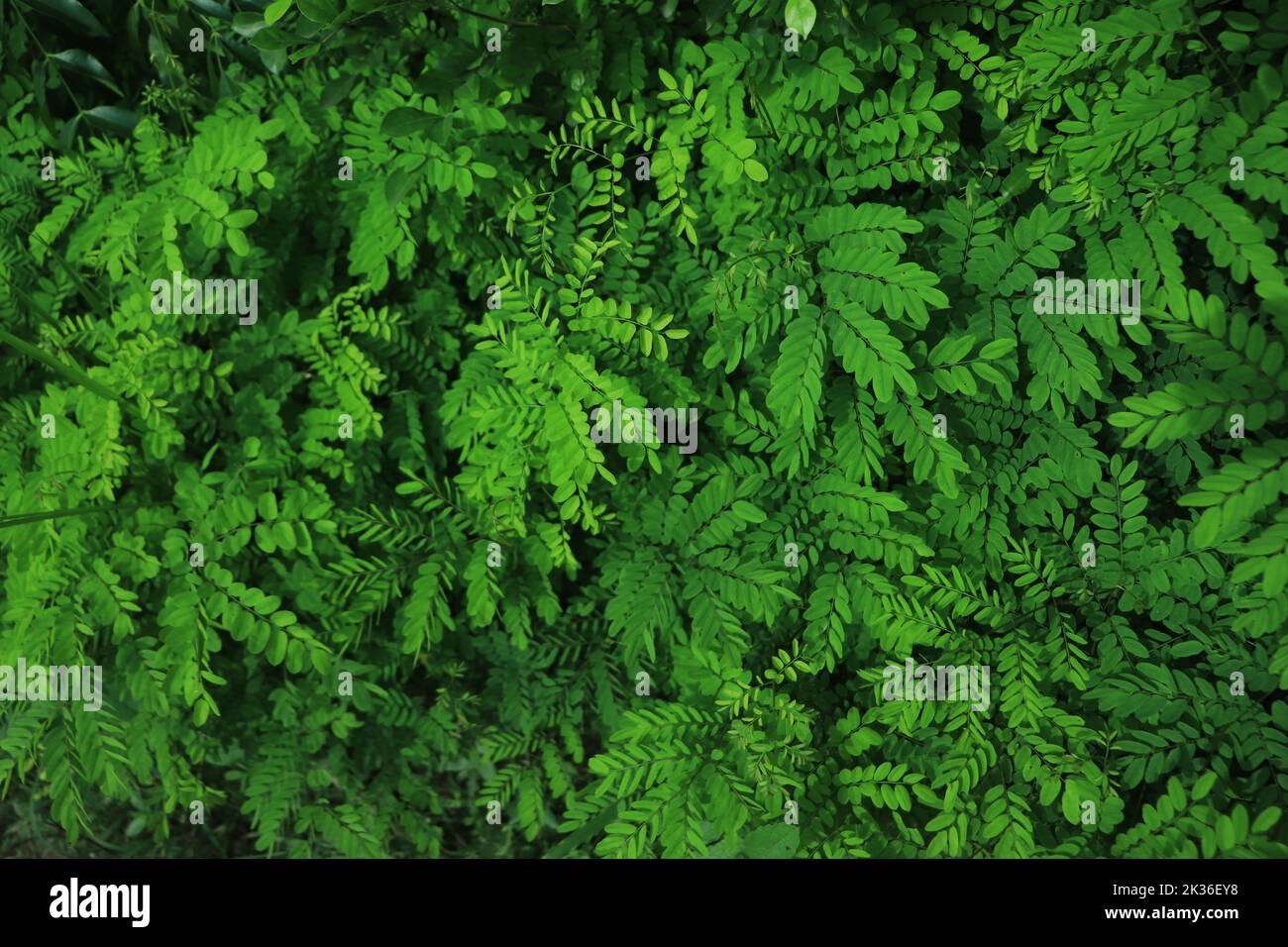 fresh green leaves flat lay background Stock Photo