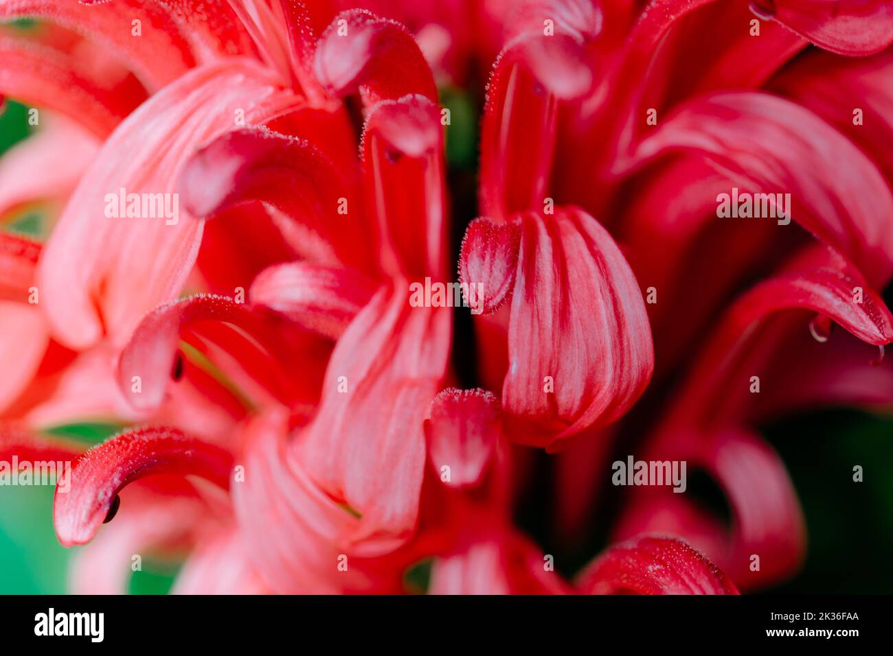 Close up of a justicia carnea flower, Brazilian plume flower Stock Photo