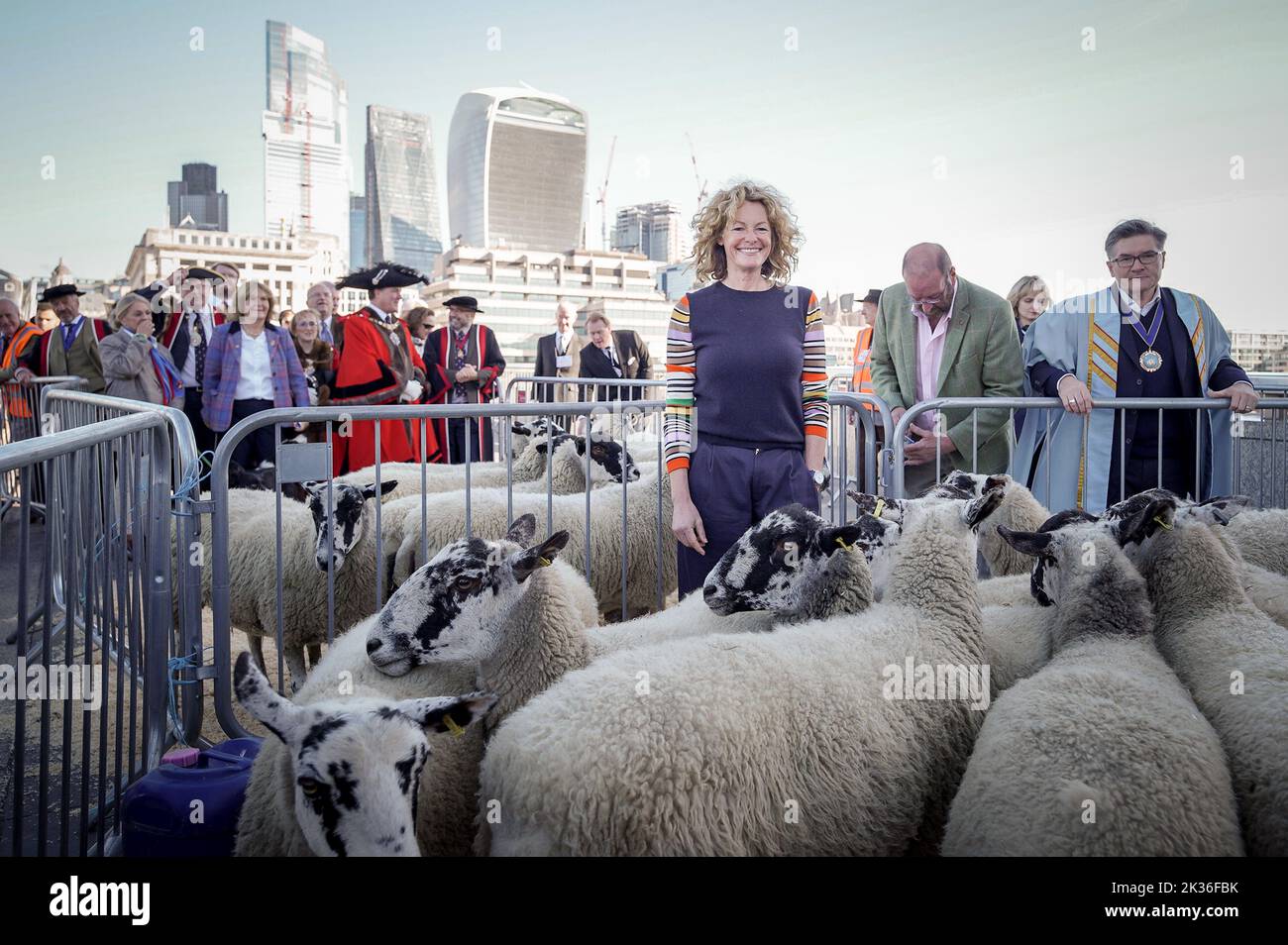 Sheep drive 2022 hi-res stock photography and images - Alamy