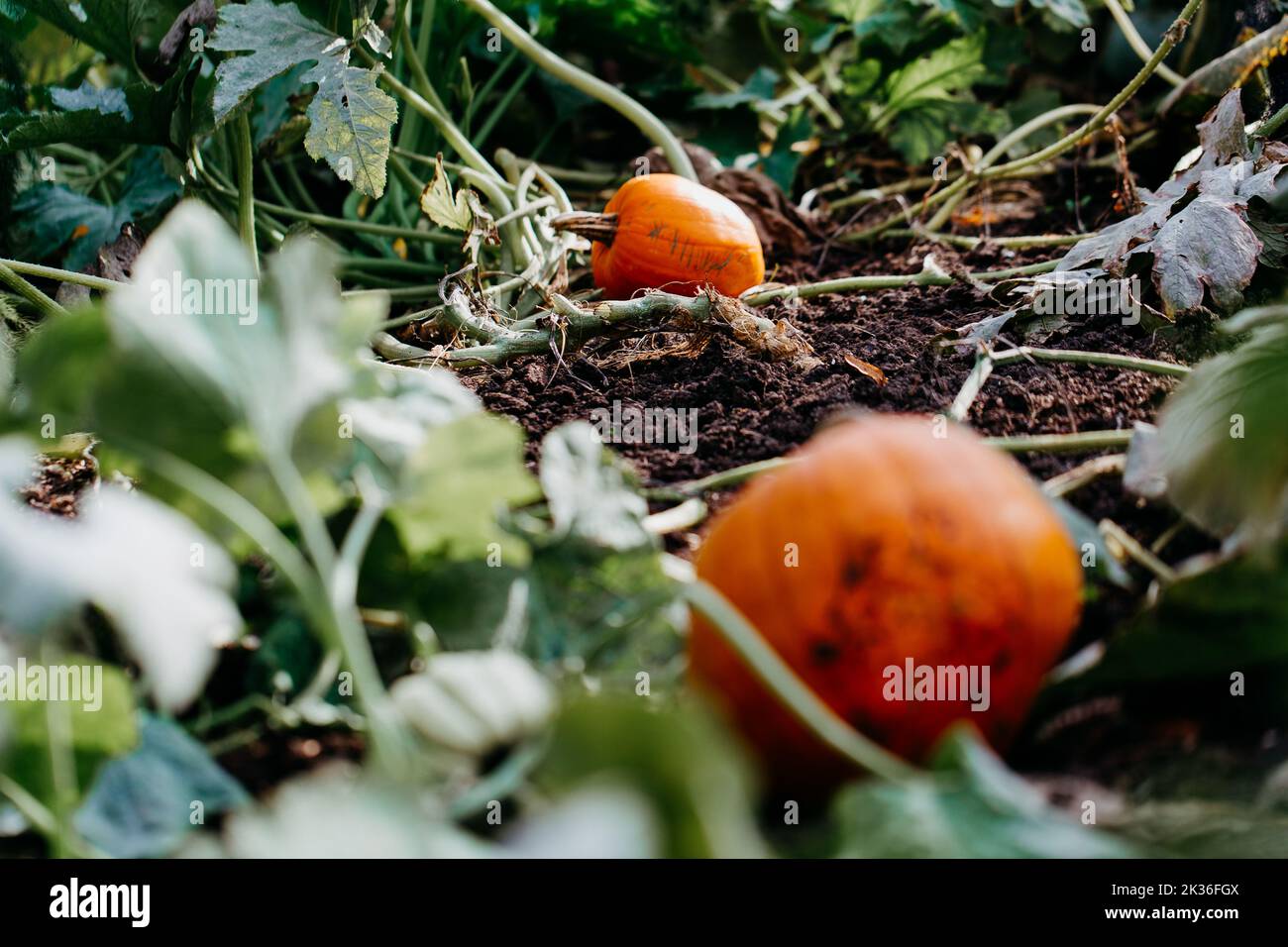 Growing white pumpkins hi-res stock photography and images - Alamy