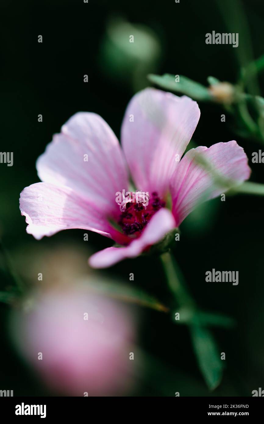 Close up of small pink wildflower, palm leaf marshmallow Stock Photo