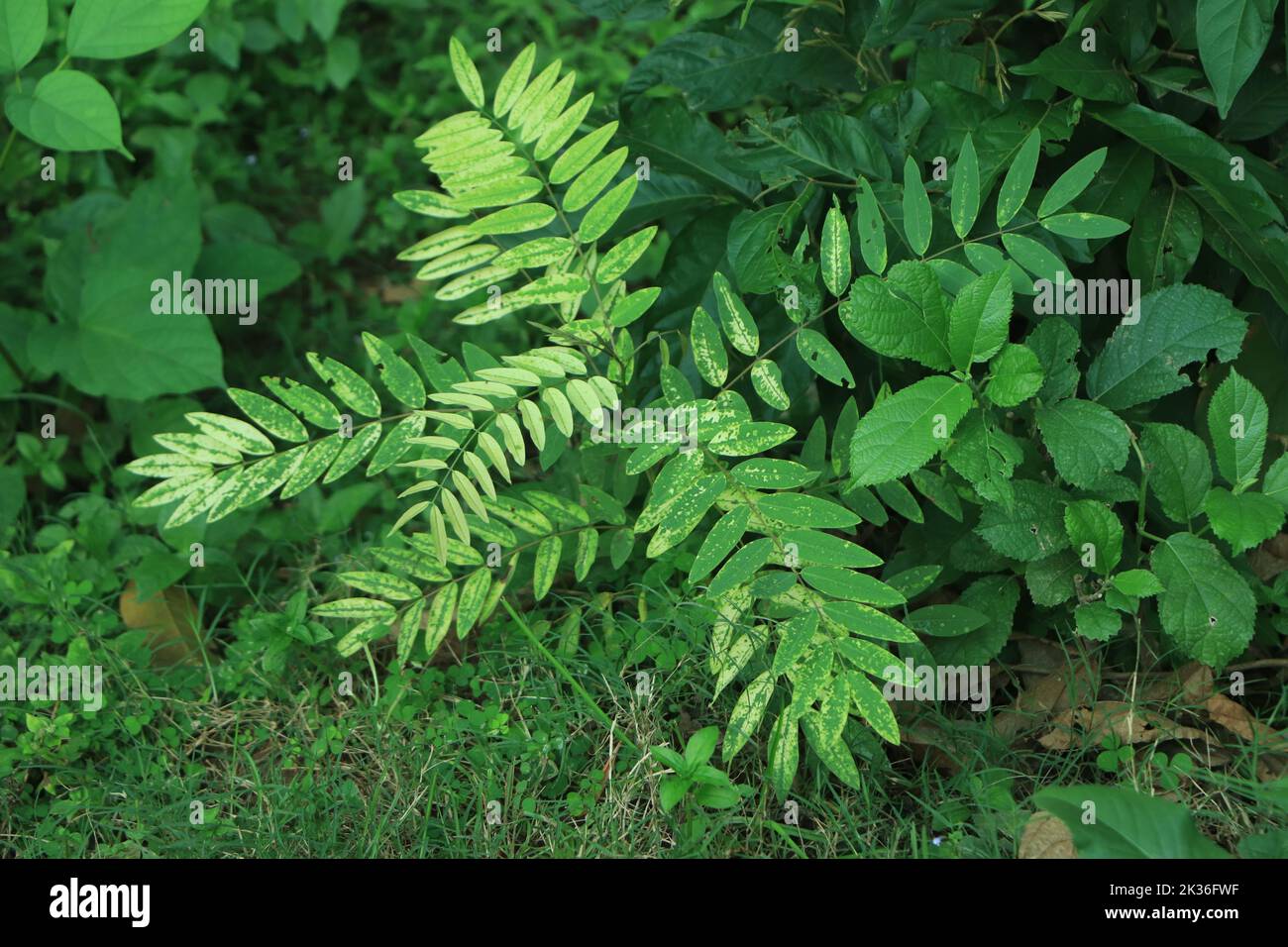 Closeup green leaves background, Overlay fresh leaf pattern, Natural foliage textured and background Stock Photo