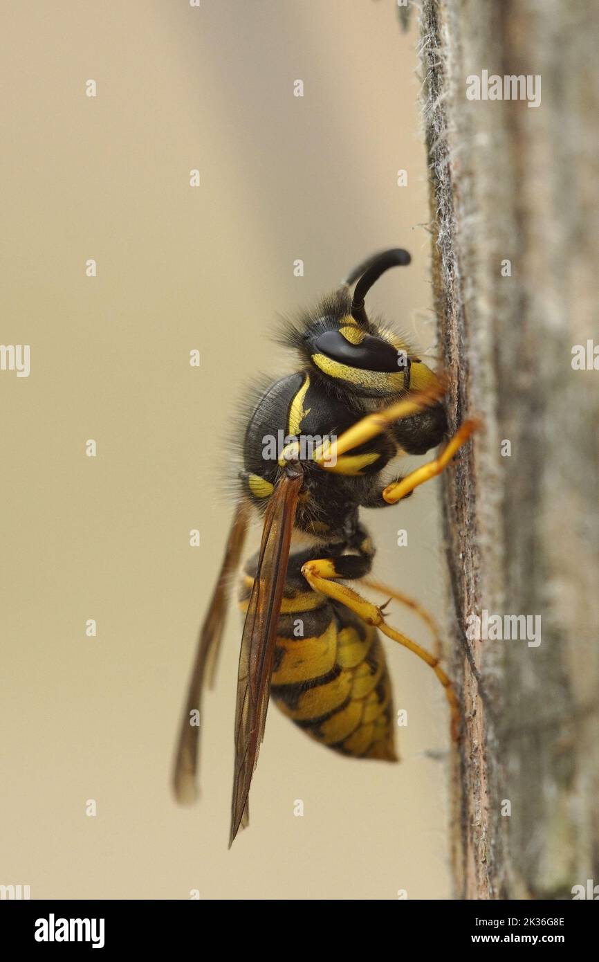 Detailed closeup on a European common yellow jacket paperwasp , Vespula vulgaris collecting wood for the building of the nest Stock Photo