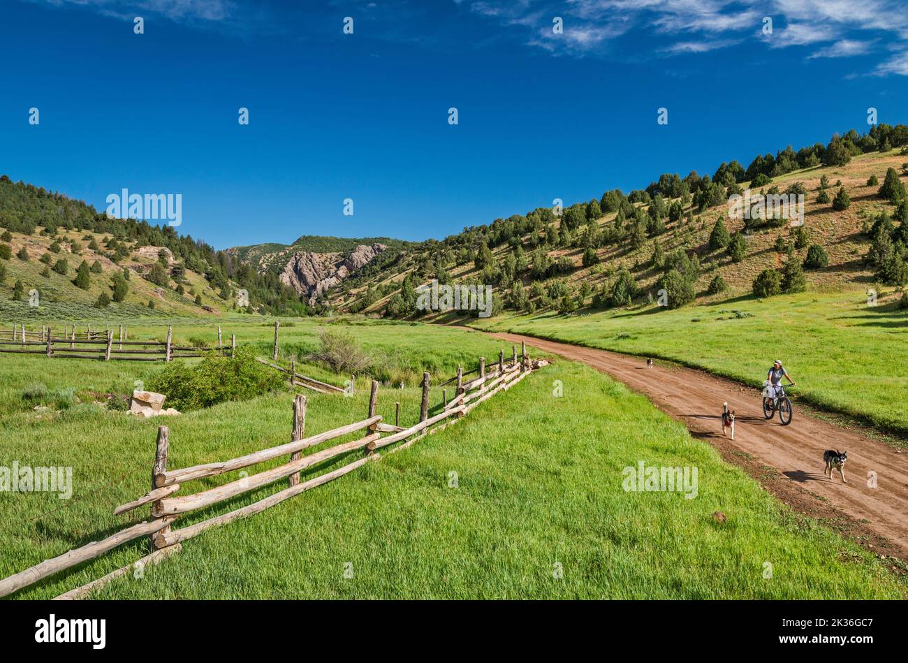 Young woman biking with her three dogs, Rees Valley, Chicken Creek Road, FR 101, San Pitch Mountains, Uinta National Forest, Utah, USA Stock Photo