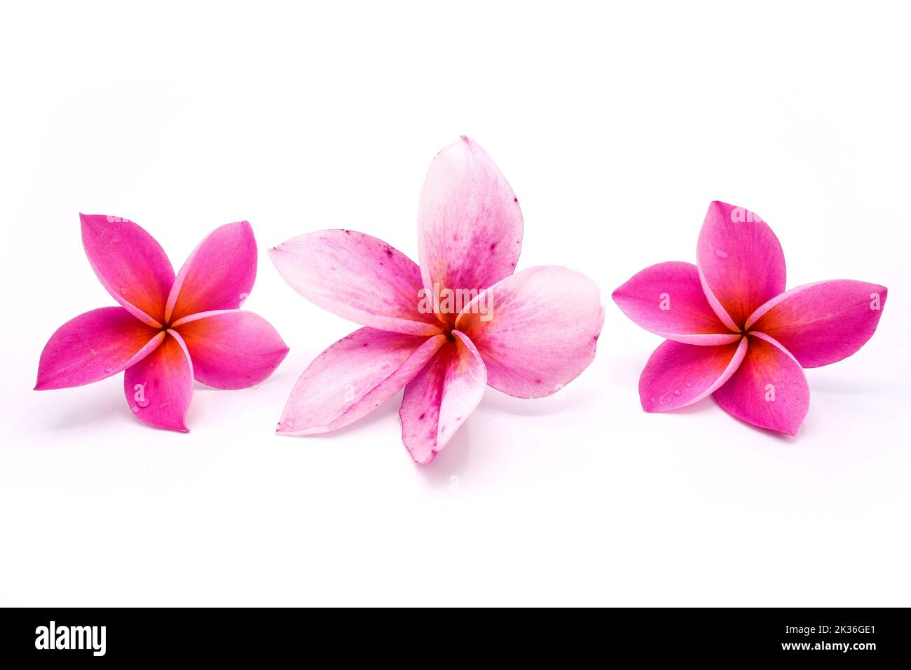 The pink frangipani flowers isolated on a white background Stock Photo