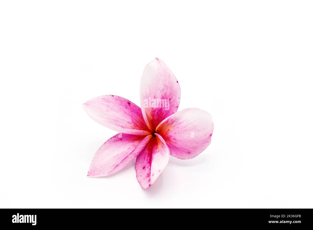 The pink frangipani flower isolated on a white background Stock Photo