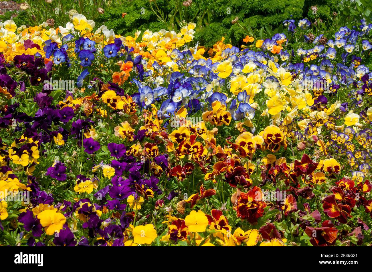 Sydney Australia, flowerbed of bright pansies on a sunny day Stock Photo