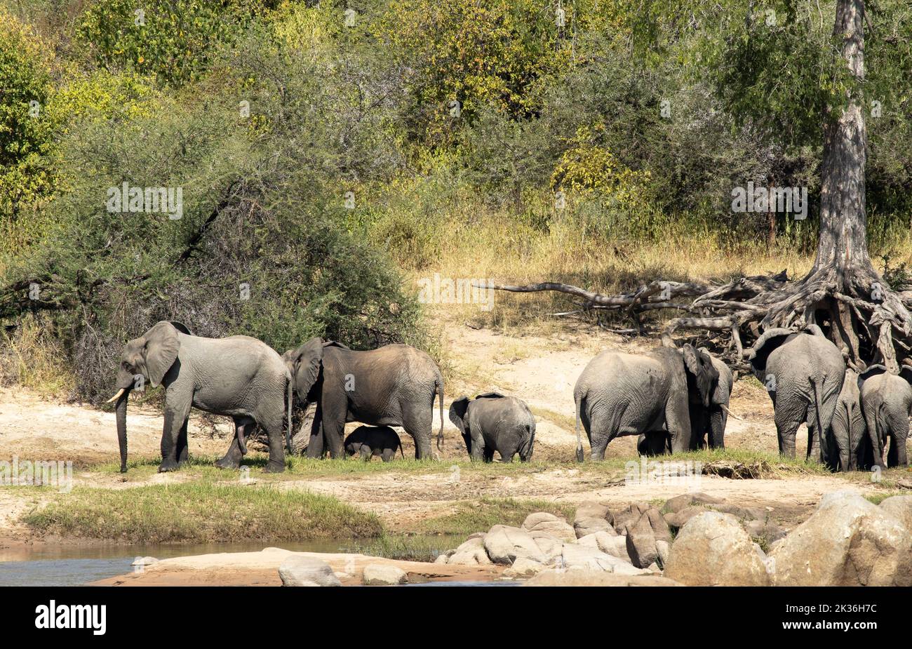 A breed herd of elephant accompanied by a young bull relax on the banks of the Great Ruaha River. They drink and wallow, often socialise with others Stock Photo