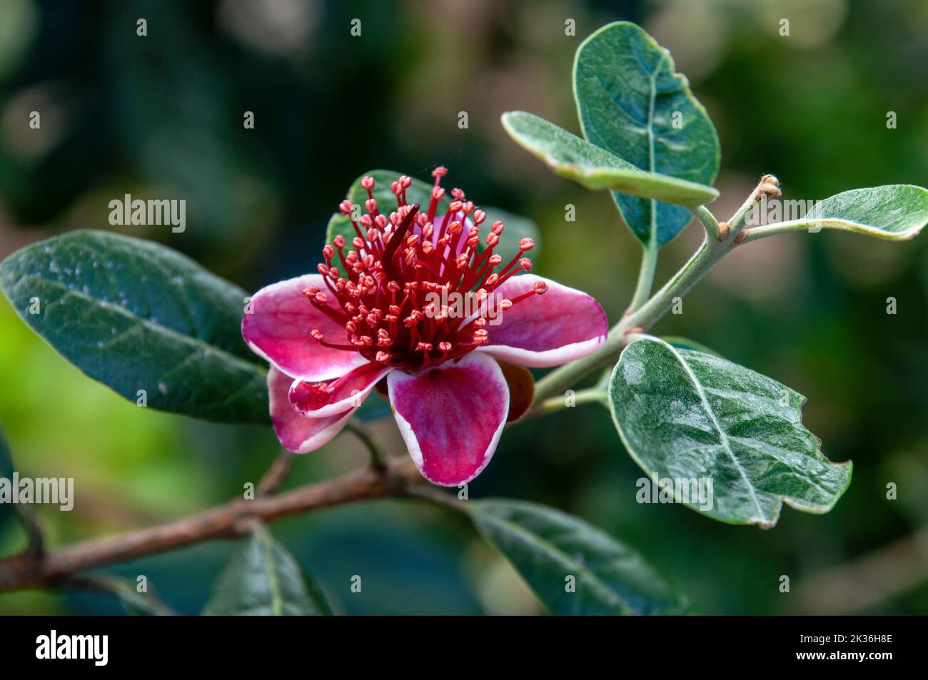 Sydney Australia, blossom of a acca sellowiana or fruit salad tree