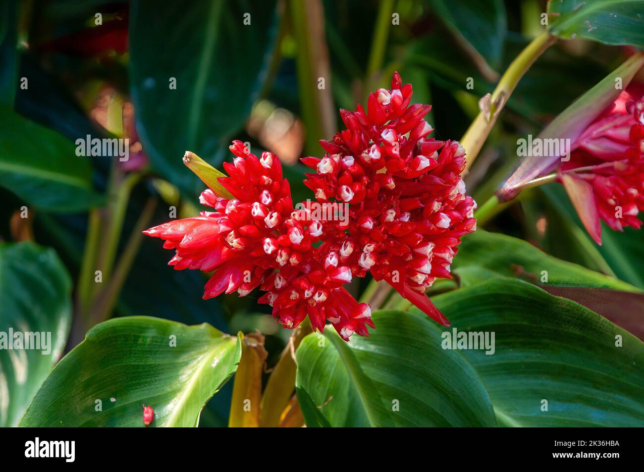 Sydney Australia, red and white flowers of a stromanthe thalia native to Brazil Stock Photo