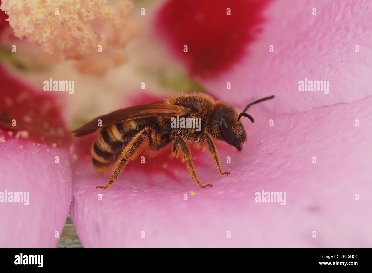 Colorful closeup on a Mediterranean female great banded furriow bee, sitting inside a pink flower Stock Photo