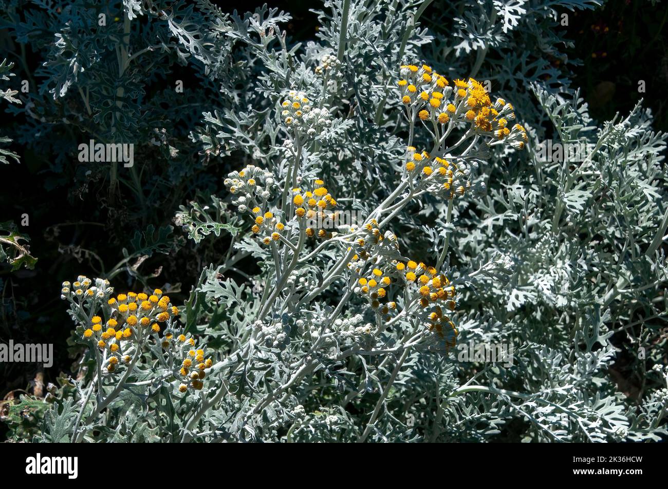 Sydney Australia, flowering dusty miller plant in garden bed Stock Photo
