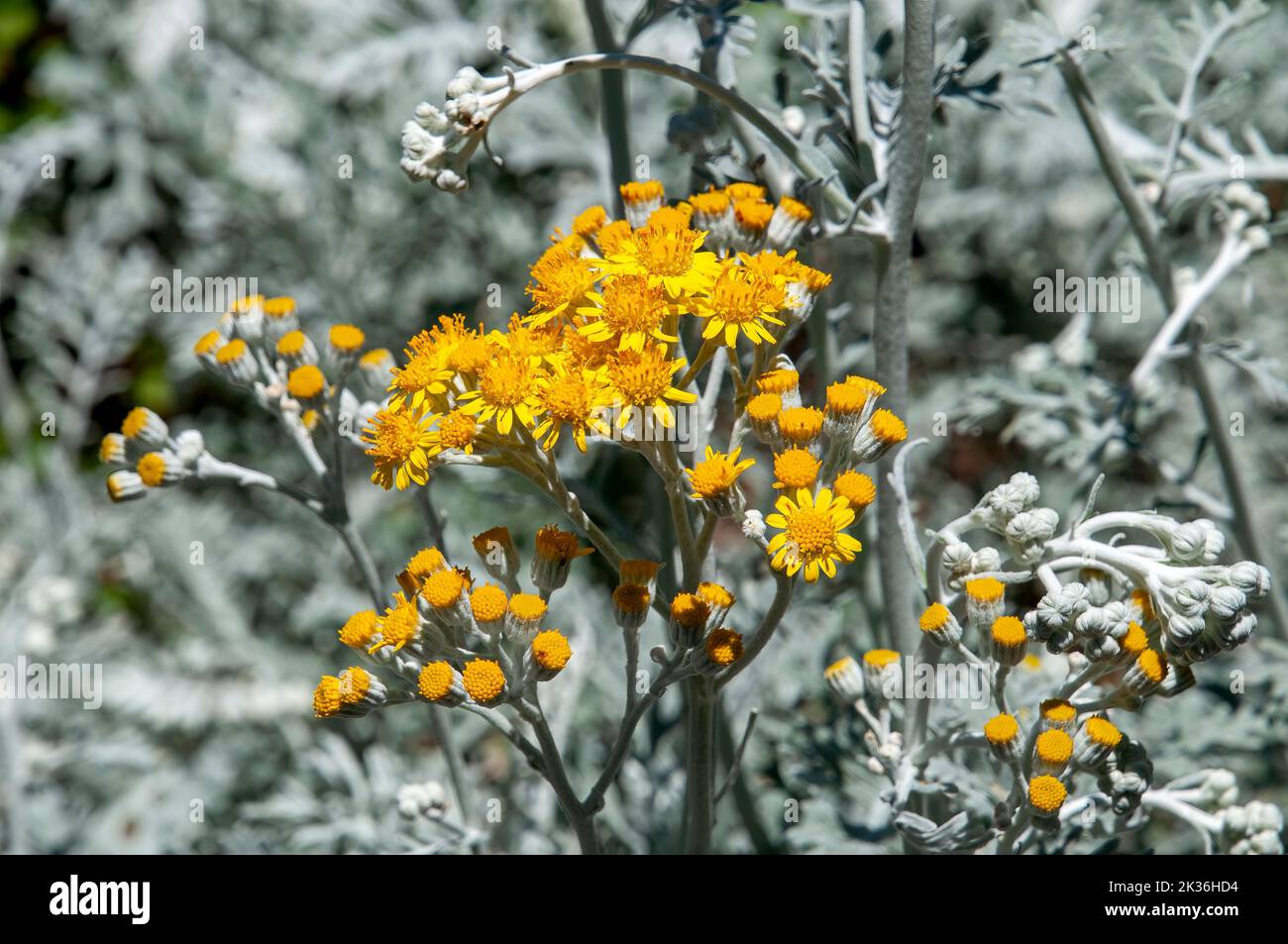Sydney Australia, yellow flowers of a dusty miller plant in garden bed Stock Photo